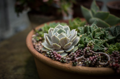 Upcycled Planters